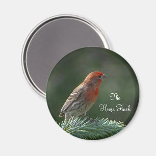 Íman House Finch Magnet