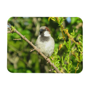 Íman House Sparrow em Lilac Bush Magnet