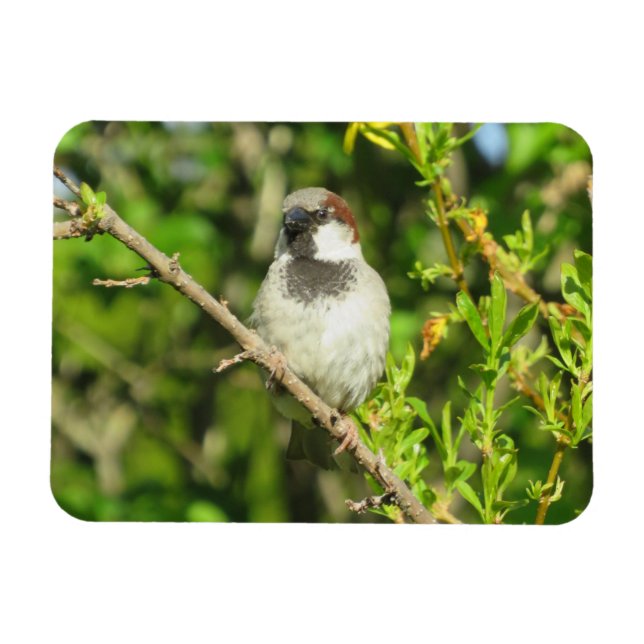 Íman House Sparrow em Lilac Bush Magnet (Horizontal)
