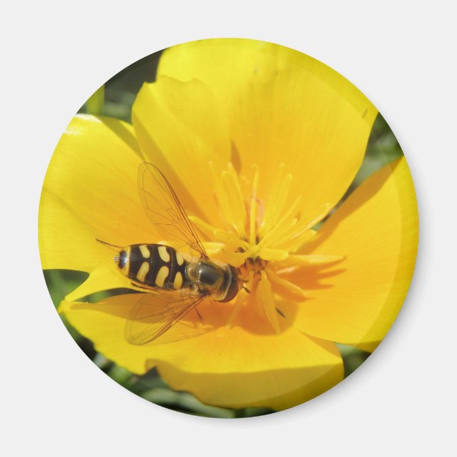 Íman Hoverfly e Flor Magnet (Frente)