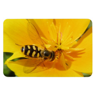 Íman Hoverfly e ímã do prêmio da flor