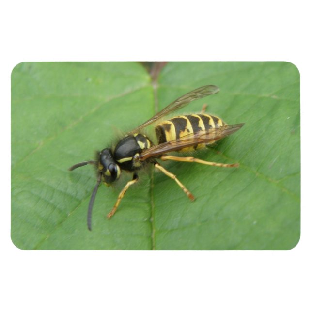 Íman Hoverfly em um ímã Premium Folha (Horizontal)