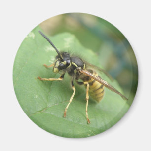 Íman Hoverfly Macro Magnet