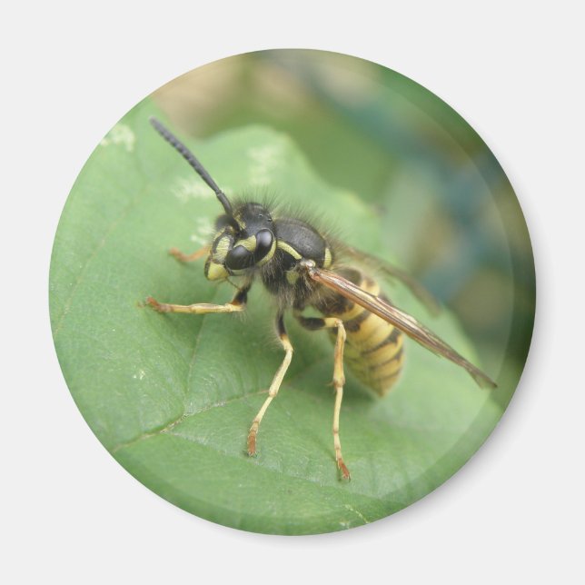 Íman Hoverfly Macro Magnet (Frente)