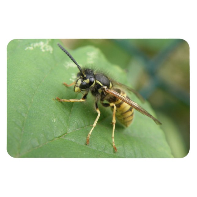 Íman Hoverfly Macro Premium Magnet (Horizontal)