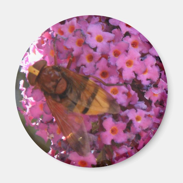 Íman Hoverfly Magnet (Frente)