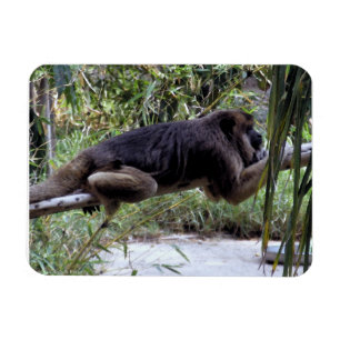 Íman Howler Monkey Hangout