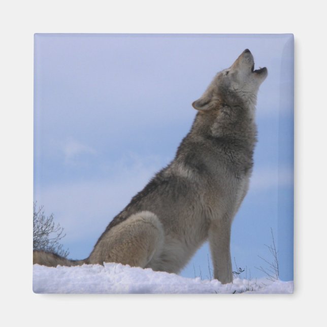 Íman Howling Alaskan Timber Wolf (Frente)