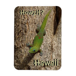 Íman Howzit Hawaii gecko - íman tropical