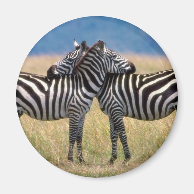 Íman Hugging Zebras Magnet (Frente)