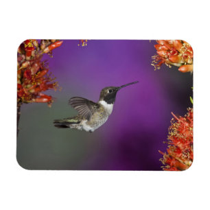 Íman Humingbird Preto-chinned, alexandri do