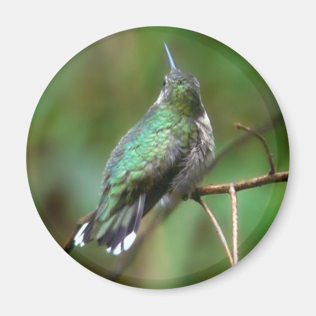 Íman Humm, descansando (Frente)