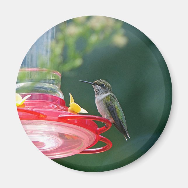 Íman Hummingbird (Frente)