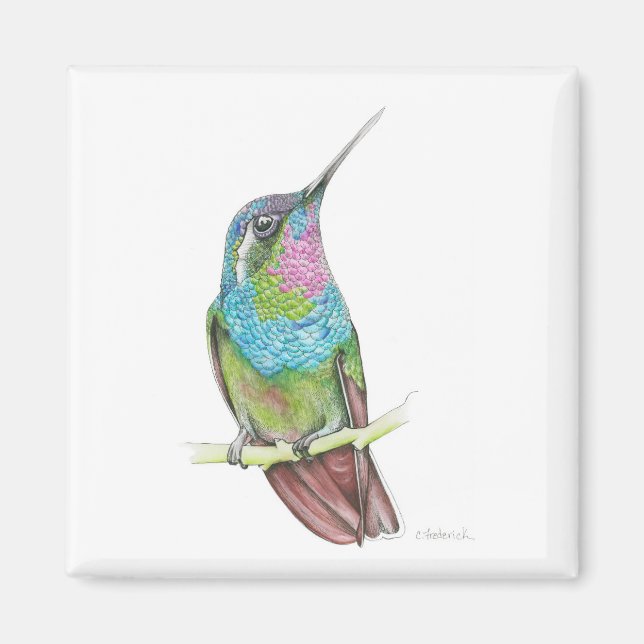 Íman Hummingbird (Frente)