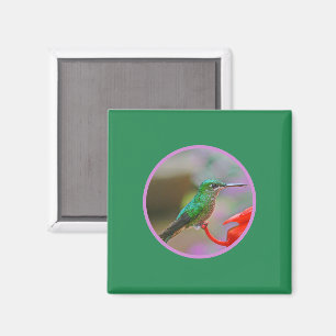 ÍMAN HUMMINGBIRD