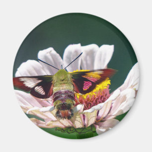 Íman Hummingbird
