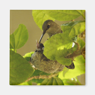 Íman Hummingbird