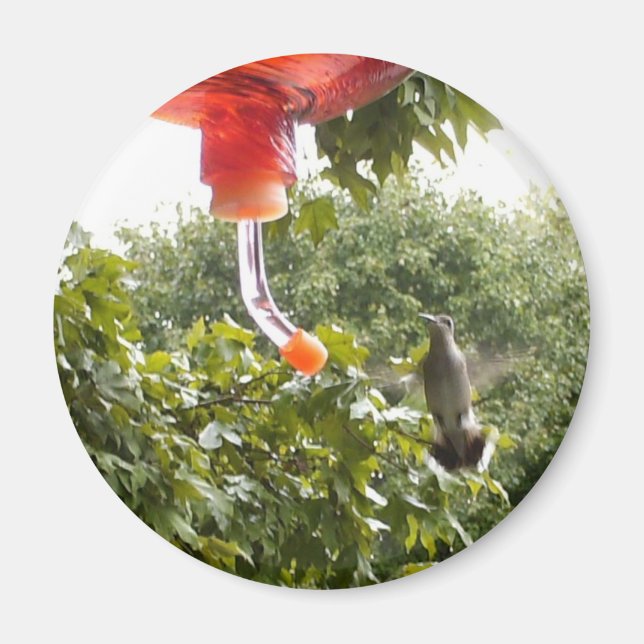 Íman Hummingbird 2, Magnet (Frente)
