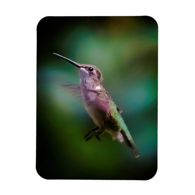 Íman Hummingbird com garganta de rubi - Fotografia orig (Vertical)