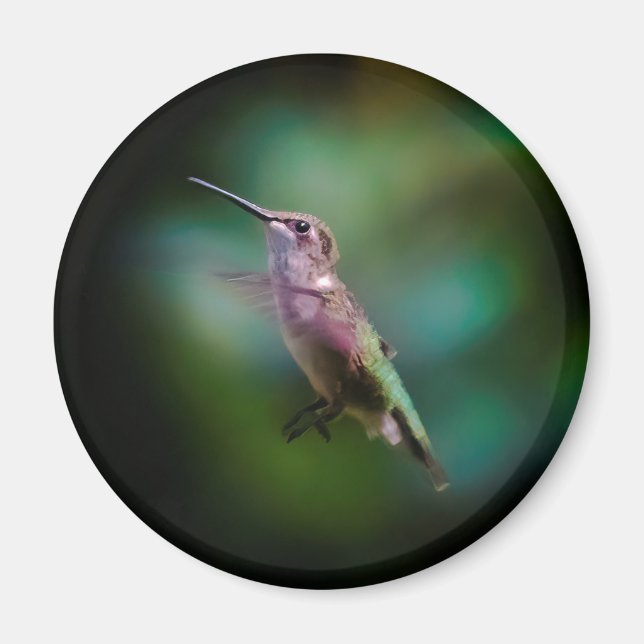 Íman Hummingbird com garganta de rubi - Fotografia orig (Frente)