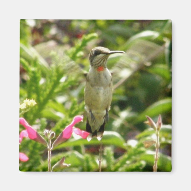 Íman Hummingbird e Maraschino (Frente)