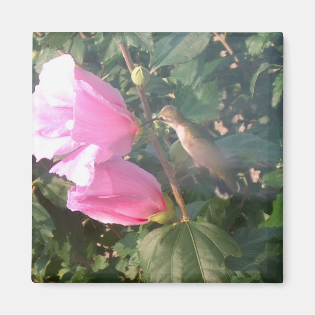 Íman Hummingbird e Rosa do Sharon Magnet (Frente)