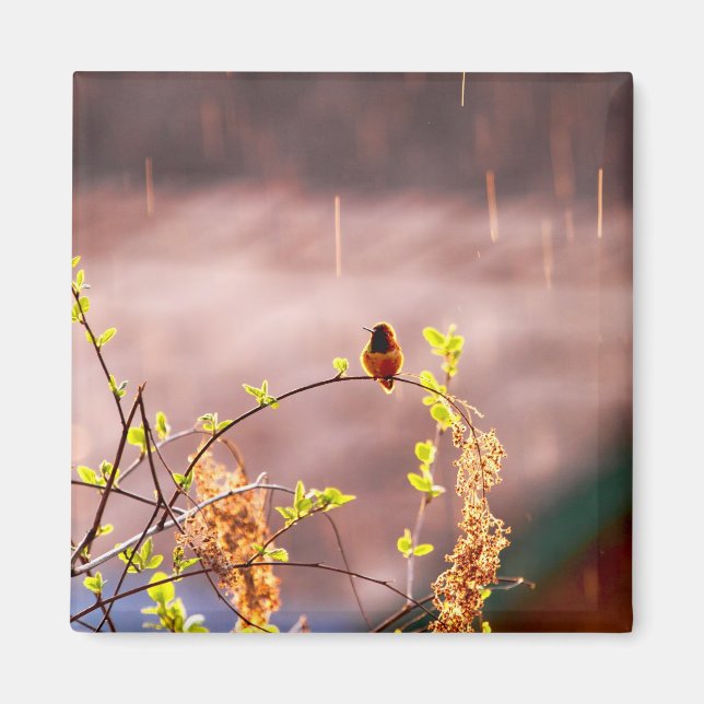 Íman Hummingbird em Chá de chuva (Frente)