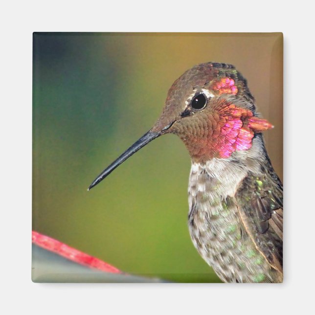 Íman Hummingbird Fechar o ímã (Frente)