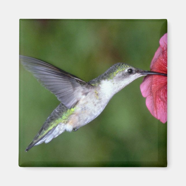 Íman Hummingbird (fêmea) com tromba rubi com petúnia (Frente)