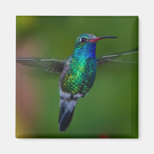 Íman Hummingbird flutuante