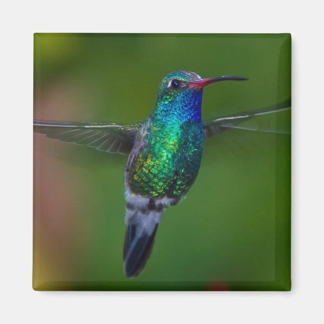 Íman Hummingbird flutuante (Frente)