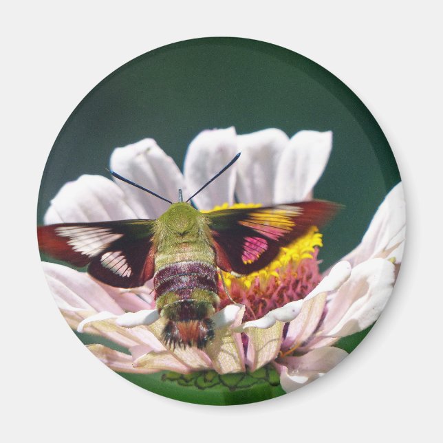 Íman Hummingbird Moth (Frente)