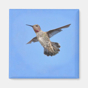 Íman Hummingbird no ímã de voo