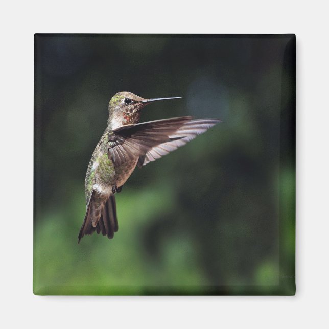 Íman Hummingbird no ímã de voo (Frente)