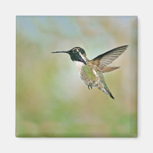 Íman Hummingbird no ímã de voo