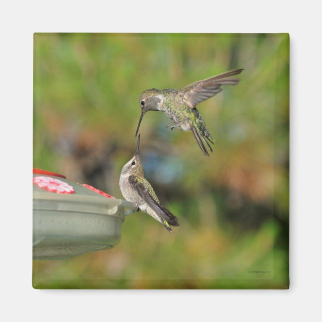 Íman Hummingbird no ímã de voo (Frente)