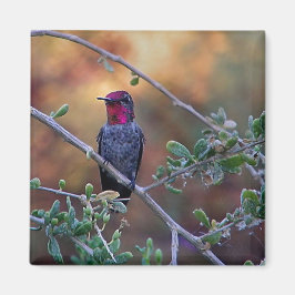 Íman Hummingbird no pôr do sol