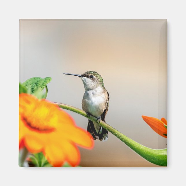 Íman Hummingbird numa floração (Frente)