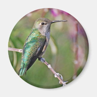 Íman Hummingbird Perch II