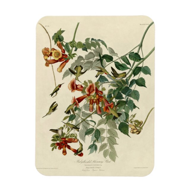 Íman Hummingbird Ruby Throbon Audubon (Vertical)