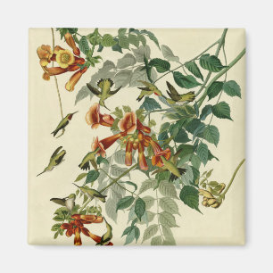 Íman Hummingbird Trocado por Ruby Audubon