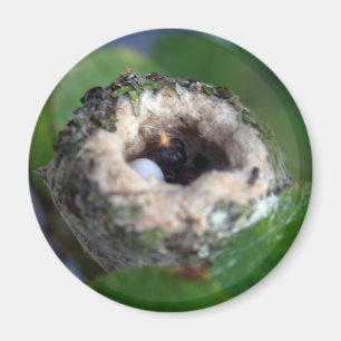 Íman Hummingbirds Nest and Egg Photo
