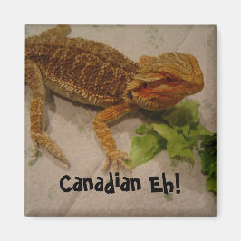 Íman Humor de Dragão Barbudo Canadense Eh!