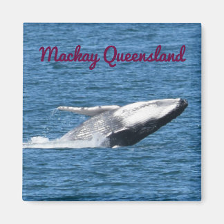 ÍMAN HUMPBACK WHALE TAIL MACKAY QUEENSLAND AUSTRÁLIA
