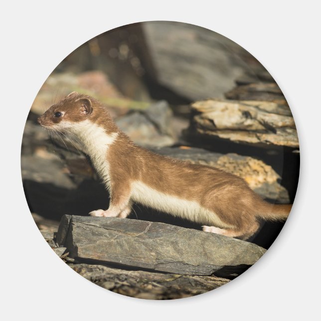 Íman Hunting Weasel (Frente)