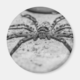 Íman Huntsman Spider