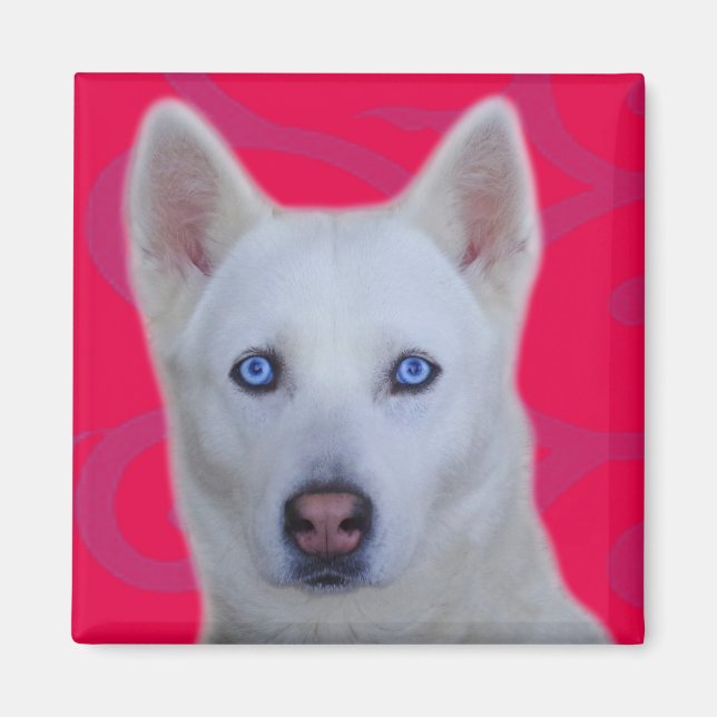 Íman Husky Siberiano Branco (Frente)