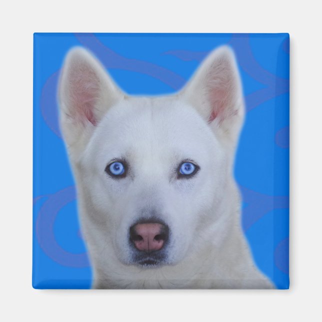 Íman Husky Siberiano Branco (Frente)