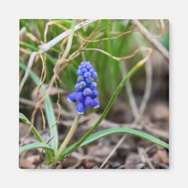 Íman Hyacinth de forma de solitário (Frente)