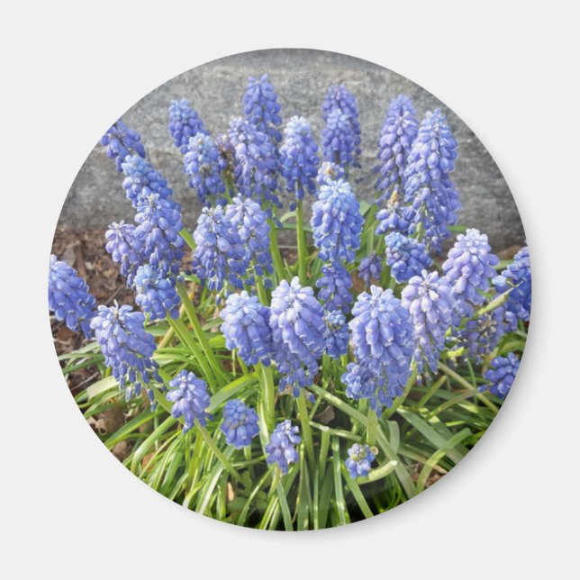 Íman Hyacinth Grape (Frente)